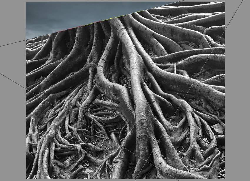 add root