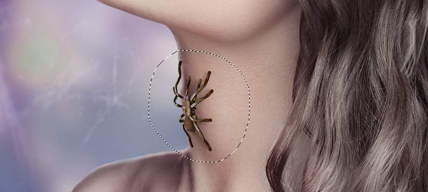 spider shadow