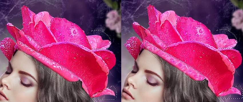 rose 2 cloning